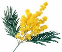 Mimosa (small bunch)